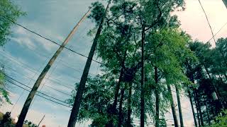 Treesus Cuts | Arborist rigging down pine trees