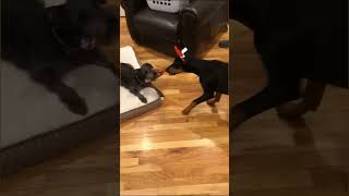 DOBERMAN VS LITTLE DOG