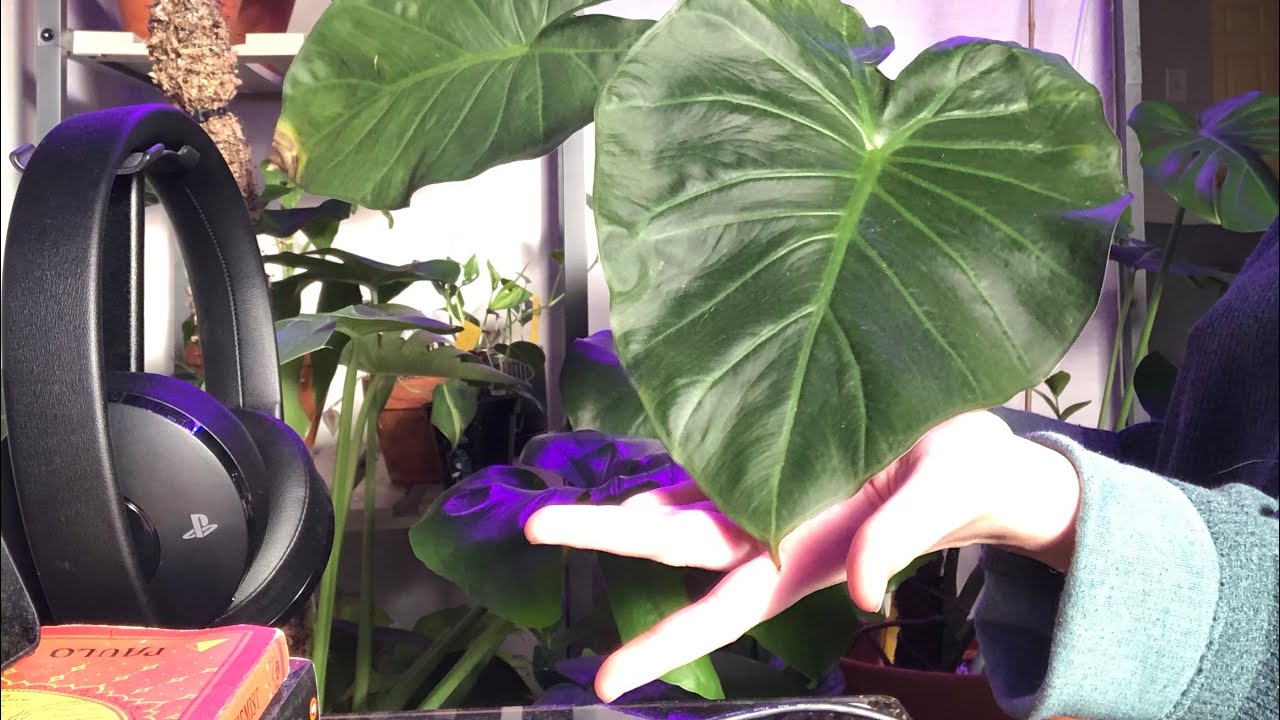 Updated plant tour YouTube