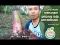 Cara menanam pisang raja dari bonggol - supaya cepat tumbuh besar