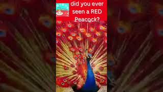 did you ever seen a red peacock??!!.. #soocute #rare #peacock #shorts