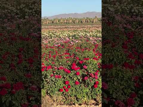Yes Roses in Arizona with a view. God is good.  #rose #garden #gardening #arizona