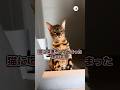 猫に喧嘩売ってしまった男の末路|PECO