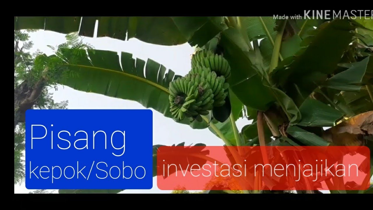 Tips.Perawatan Pisang kepok/sobo kuning 