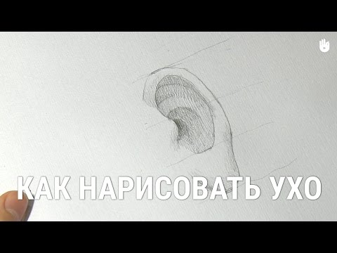 Как нарисовать ухо