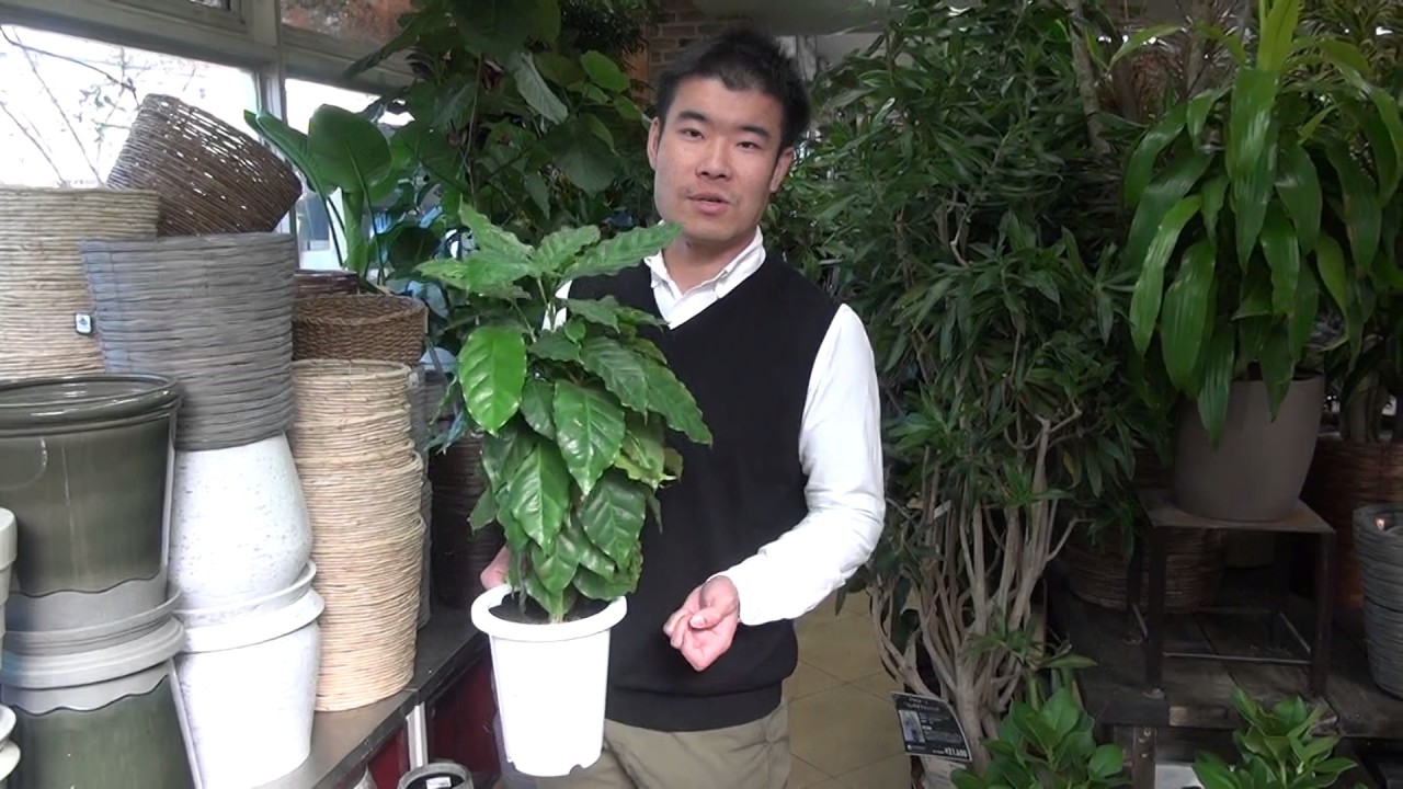 コーヒーの木の紹介 育て方 Youtube