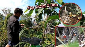 Mang Chim Đi Bẫy Mà Sổng Mất Mồi Sẽ NTN | Dân Tộc Tây Bắc Tv