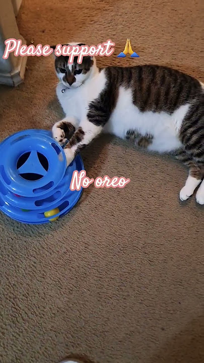 Download lagu #oreoplaying #lights#youtubeshorts #asmrshort #viralvideo