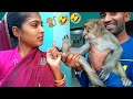         my new vlog familyvanar sena vlog 21  feeding monkeys