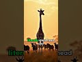 Giraffes vs Lightning: 30 Times the Risk Compared to Humans!