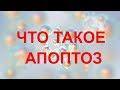 Апоптоз (Apoptosis)