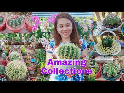 Video: Lahat Ng Tungkol Sa Cactus Bilang Isang Houseplant