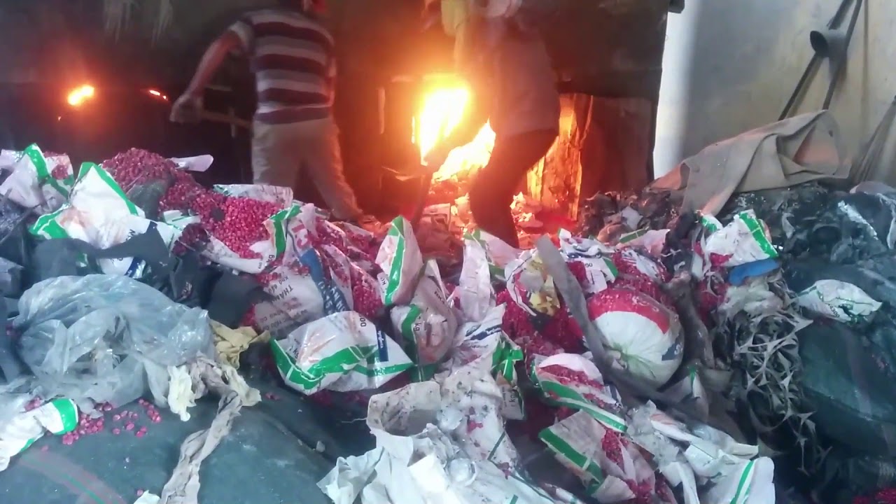 Destroy Fake corn seeds of Syngenta