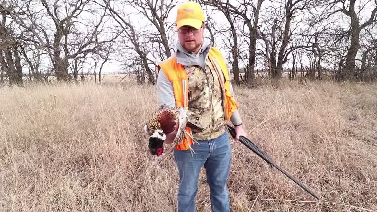 Kansas Pheasant Hunting With F5 Outfitters YouTube