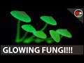 The science of glowing mushrooms