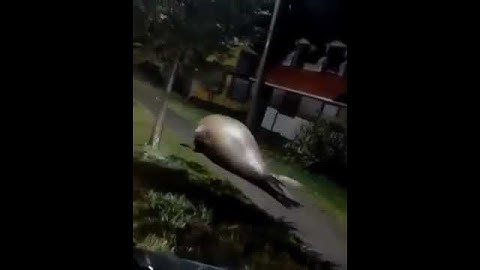 DUGONG ATAU GAJAH LAUT BERKELIARAN DI PESISIR CHILi
