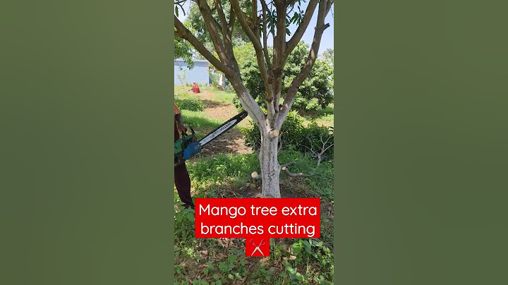 mango tree unwanted branches cutting #ytshorts #shorts #shortvideo #viral