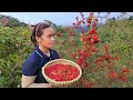 Harvesting Hawthorn Bring To Soak In Wine - Gardening - Live With Nature