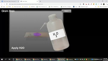 Virtual Lab Exercise Part 2- Gram Staining Virtual Lab Assignment