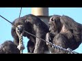 Tama zoo chimps 2023/12/28 #2