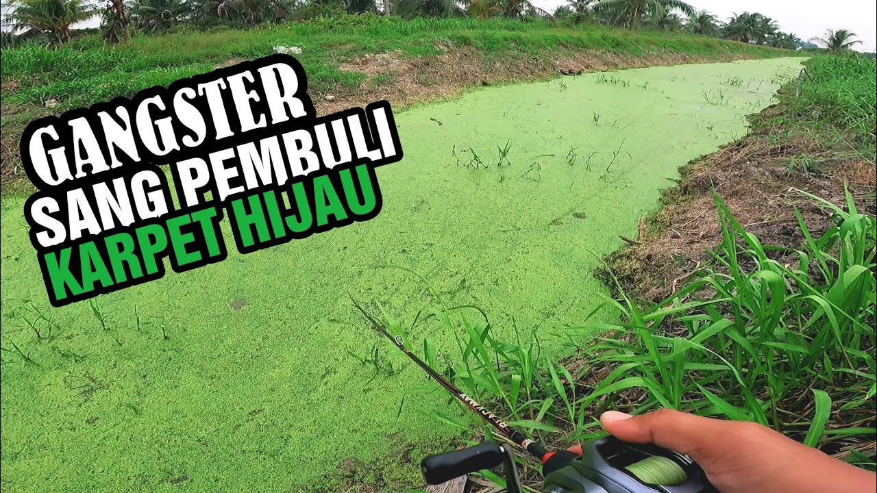 Gangster BESAR Sang Pembuli Karpet Hijau | Betul - Betul RAKUS 3X Buat Lemparan Baru Dapat Strike