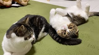 転がるパパ猫！甘える子猫！