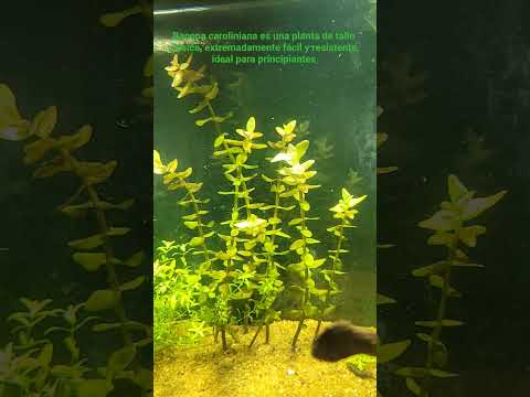 Bacopa caroliniana , planta de bajos requerimientos para acuarios
