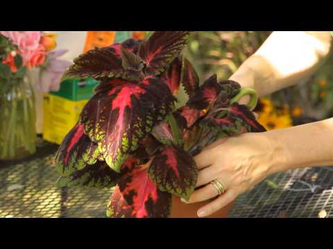 How to Trim Coleus : Garden Space