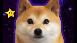 Daily Dose of Doggo 2
