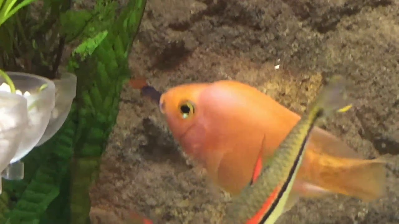 Blood Parrot Fish Eats Rainbow Shark Youtube