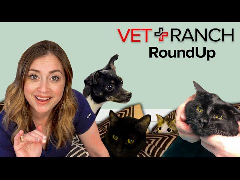 New Teeny Tiny Broken Chihuahua on Vet Ranch RoundUp! - New Teeny Tiny Broken Chihuahua on Vet Ranch RoundUp!