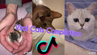 Cats Of The Week | Viral Cats TikTok Compilation by Cat Purrfections 309 views 3 years ago 5 minutes, 17 seconds