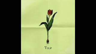 .EEhOU - Tulip