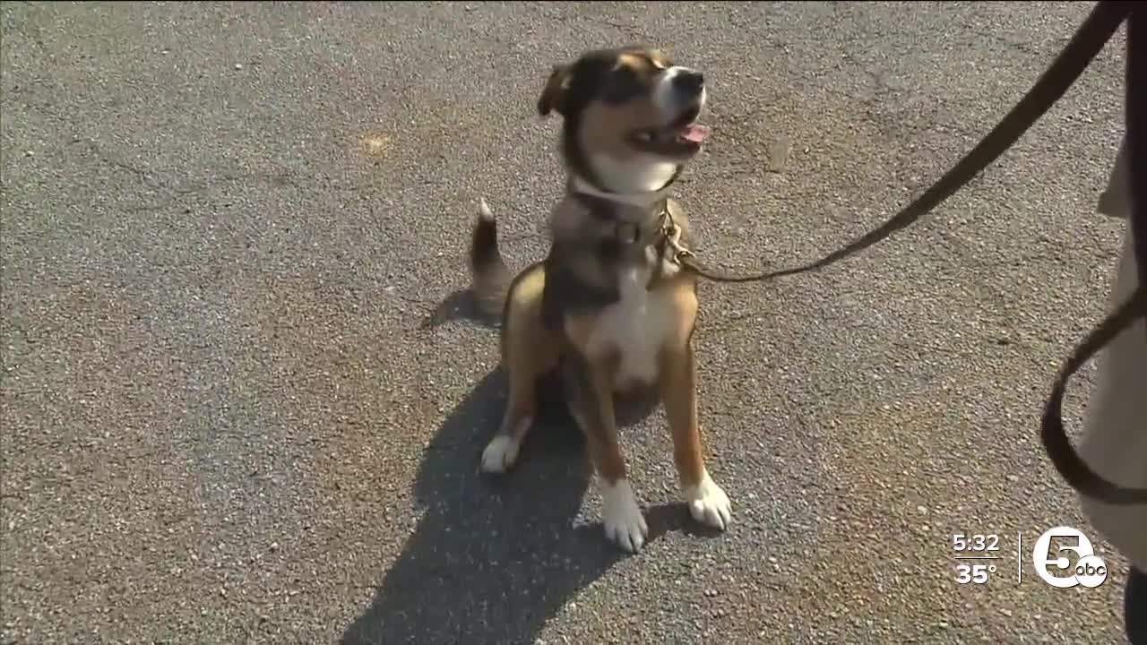 Tuscarawas pound urges dog owners to vaccinate pets after cases of