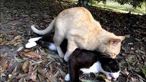 犬 オス同士で交尾 犬 オス同士で交尾