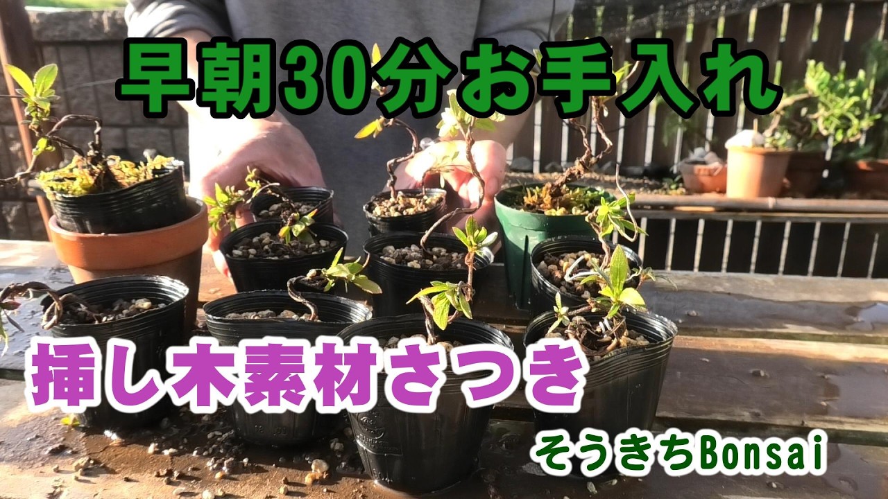 30-Minute Early Morning Care] Satsuki Azalea Cuttings - YouTube