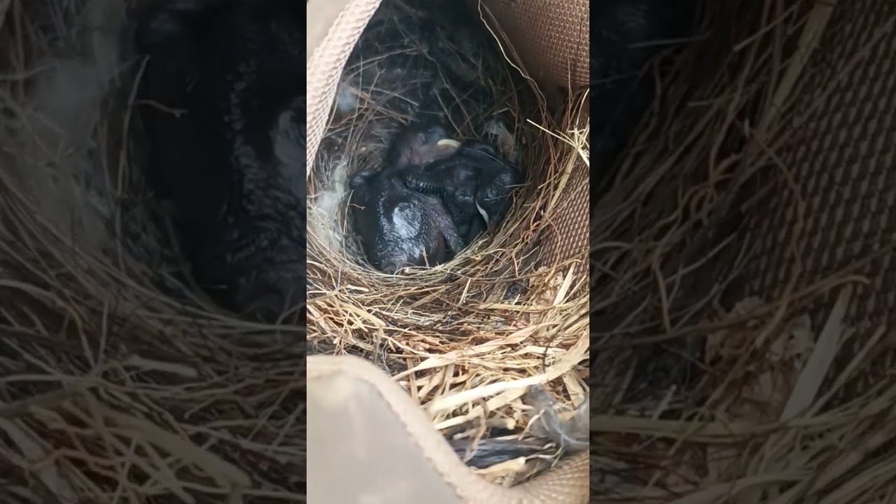 Save Tree & Save Birds