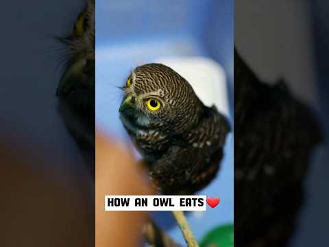The little owl