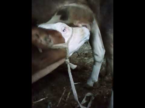 العجل الصغير يرضع من أمه