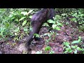 TrailCam Mexico: Bears, whitetail deer and tropical birds near Monterrey!