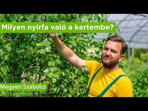 Videó: Minden nyírfának van fehér kérge?