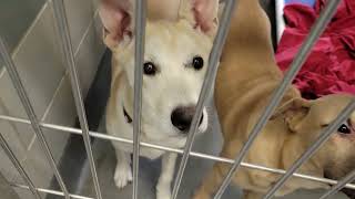 acs A660477