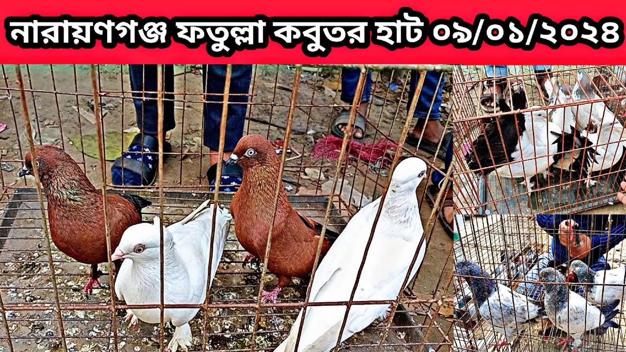 09/01/2024 নারায়ণগঞ্জ ফতুল্লা কবুতর হাট। কবুতরের দাম। pigeon. Fatullah kobutor hat @ghasforingagrotv