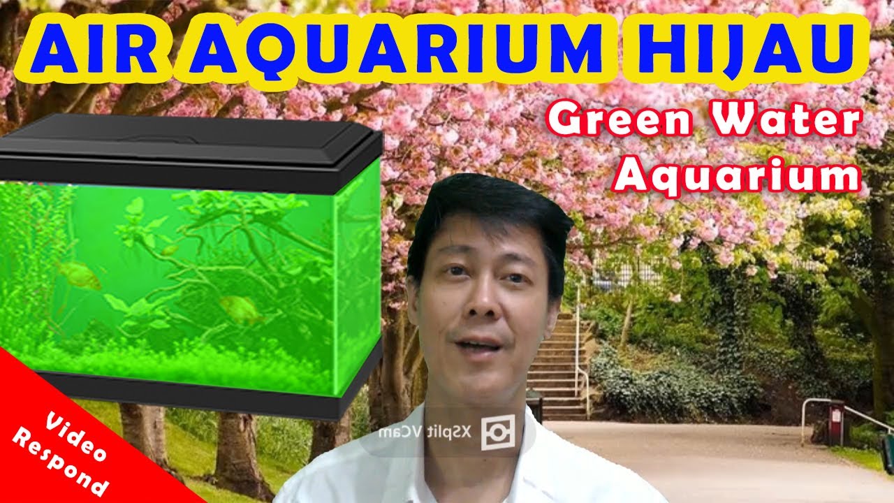 Аквариум с зеленой водой