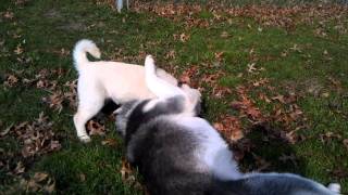 Badass korean jindo puppy fighting siberian husky
