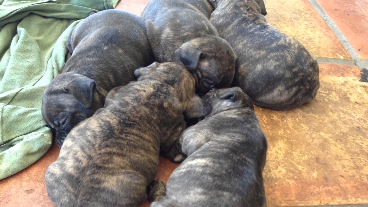 Staffie Puppies Relaxing | Staffordshire Bull Terrier Puppies | Puppies Sleeping | Adorable Staffies