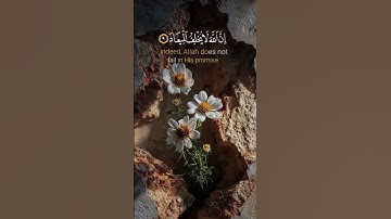 سورة آل عمران - ناصر القطامي