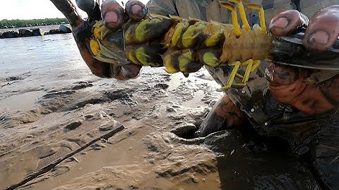 bắt tôm tích biển khi thuỷ triều cạng xuống (lê nghĩa cần giờ)