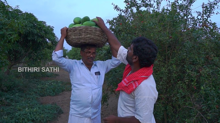 మామిడిపండ్లు ఖరాబు …| PENTAIAH ORIGINALS | BITHIRISATHI LATEST | #village #culture