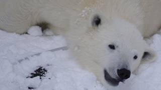 雪穴を掘り独り寝するホッキョクグマ~Polar Bear digs a hole and goes to sleep alone